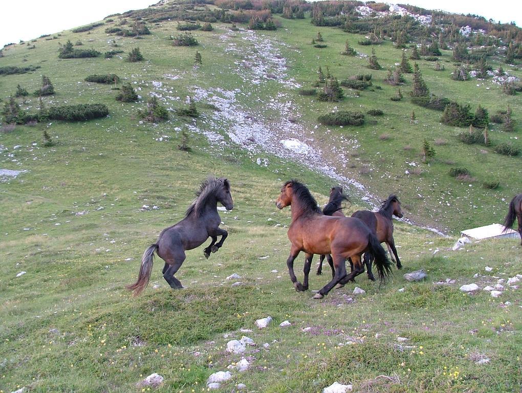 Vacation Home Kuca Za Odmor Krasno Polje Bagian luar foto